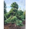 Borovice černá 'Helga'  Pinus nigra 'Helga'