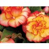 Begonie 'Bicolor Picotee' Red & Yellow