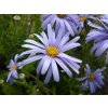 Hvězdnice natalenská - Aster natalensis