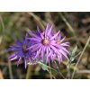 Hvězdnice sericeus - Aster sericeus