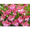 Mečík 'Charming Beauty'  Gladiolus 'Charming Beauty'