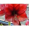 Amarylis 'Stardust '  Hippeastrum 'Stardust'