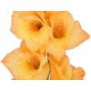 Mečík 'Ovation'  Gladiolus 'Ovation'