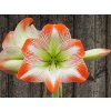 Amarylis 'Tropical Sensation'