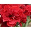 Amarylis 'Red Toro'