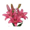 Lilie 'Sentosa'