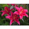 Lilie 'Gomera'