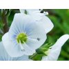Rozrazil hořcovitý - Veronica gentianoides  Veronica gentianoides