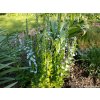Rozrazil hořcovitý - Veronica gentianoides  Veronica gentianoides