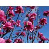 Magnolie 'Felix'
