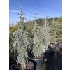 Cedr libanonský 'Blue Fountain'  Cedrus libani 'Blue Fountain'