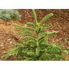 Jedle vznešená 'Rat Tail'  Abies procera 'Rat Tail'