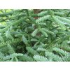 Jedle vznešená 'Rat Tail'