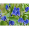 Baptisie jižní 'Bright Blue' - Baptisia australis 'Bright Blue'