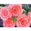 Hvozdík karafiát ‘Code® Salmon’ - Dianthus caryophyllus ‘Code® Salmon’