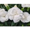 Hvozdík karafiát ‘White Summer’ - Dianthus caryophyllus ‘White Summer’