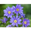 Sasanka rozkošná 'Blue Shades' - Anemone blanda 'Blue Shades'