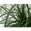 Ostřice ošímenská 'Evergreen' - Carex oshimensis 'Evergreen'