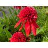 134373 trapatka nachova eccentric echinacea eccentric