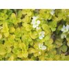 Rozrazil plazivý 'Sunshine' - Veronica repens 'Sunshine'
