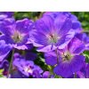 Kakost himalájský - Geranium himalayense
