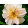 Denivka 'Peggy jeffcoat' - Hemerocallis 'Peggy jeffcoat'
