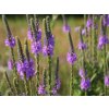 Sporýš přímý - Verbena stricta