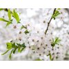 prunus