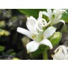 Liliovka srstnatá 'Alba' - Tricyrtis hirta 'Alba'