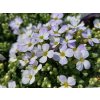 Tařička gracilis 'Regado Blue White Bicolour' - Aubrieta gracilis  'Regado Blue White Bicolour'