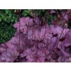 Dlužicha 'Wild Rose' - Heuchera 'Wild Rose'