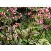 Dlužicha 'Tapestry' - Heuchera 'Tapestry'