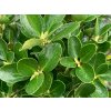 euonymus