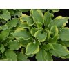 Bohyška 'Shadowland® Wheee' - Hosta 'Shadowland® Wheee'