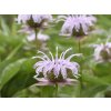 Zavinutka bradburiana - Monarda bradburiana