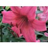 Lilie tygrovaná 'Pink Flight' - Lilium tigrinum 'Pink Flight'