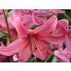 Lilie tygrovaná 'Pink Flight' - Lilium tigrinum 'Pink Flight'