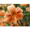 Lilie tygří 'Tiger Babies' - Lilium tigrinum 'Tiger Babies'