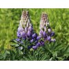 Lupina mnoholistá 'Persian Slipper' - Lupinus polyphyllus 'Persian Slipper'
