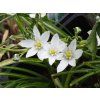 Ornithogalum nutans (1)