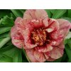 Pivoňka itoh 'All That Jazz' - Paeonia itoh 'All That Jazz'
