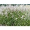 Ozdobnice čínská 'Sarabande' - Miscanthus sinensis 'Sarabande'