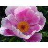 Pivoňka čínská 'Holbein' - Paeonia lactiflora 'Holbein'