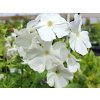Plaménka latnatá 'Early® White' - Phlox paniculata 'Early® White'