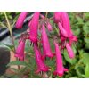 Kapská fuchsie 'Candy Drops Deep Rose' - Phygelius rectus 'Candy Drops Deep Rose'