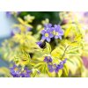 Jirnice plazivá 'Golden Feathers' - Polemonium reptans 'Golden Feathers'