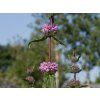 Phlomis tuberosa 'Amazone' (2)