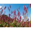 Rdesno objímavé 'Fat Domino' - Polygonum amplexicaule 'Fat Domino'