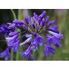 Agapanthus Ever Sapphire (1)