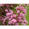 Lagerstroémie 'Rosa'